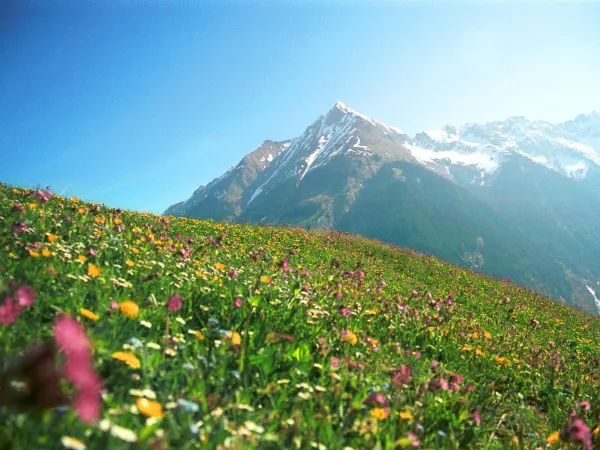 Ambiente colorato vicino al campeggio Roan Bella Austria.