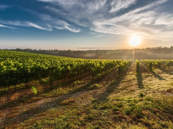 Bellissimi vigneti vicino al campeggio Roan Le Capanne.