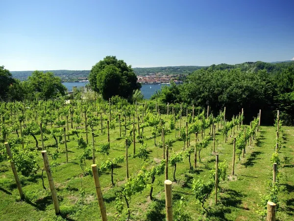 Vigneti vicini al campeggio Roan Ok Lido.