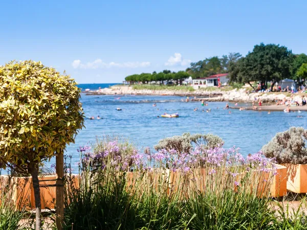 Spiaggia di ciottoli al Roan camping Park Umag.