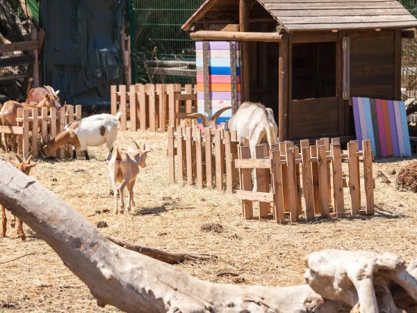 Zoo di animali domestici al Roan camping Méditerranée Plage.