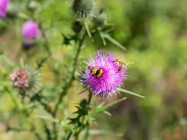 Biodiversità nei dintorni del campeggio Roan Birkelt.