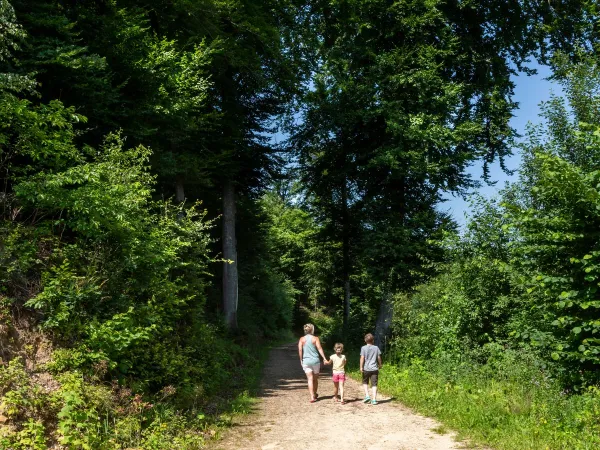 Sentiero escursionistico vicino al campeggio Birkelt di Roan.