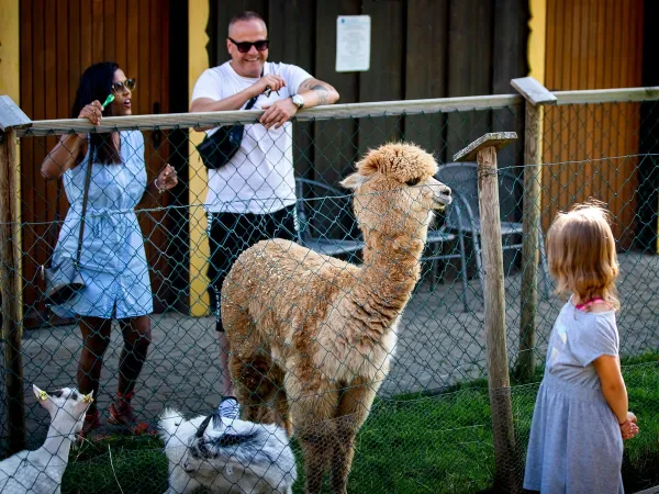 Osservazione degli alpaca al campeggio Roan di Bella Austria.