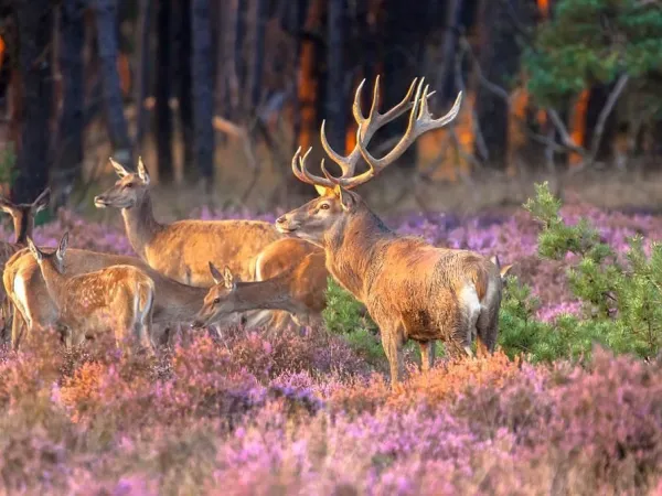 Avvistamento della selvaggina nel Veluwe presso il campeggio Roan di Ackersate.