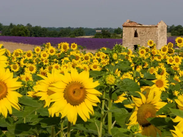 Immagine dell'atmosfera che circonda la Provenza.