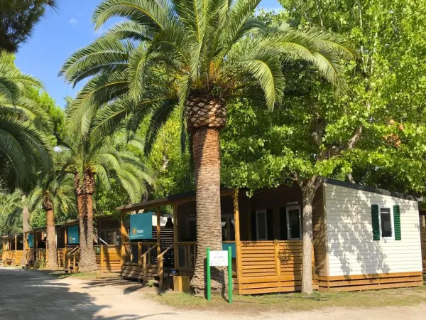 Strada con palme tra le case mobili Roan del campeggio Roan Playa Montroig.