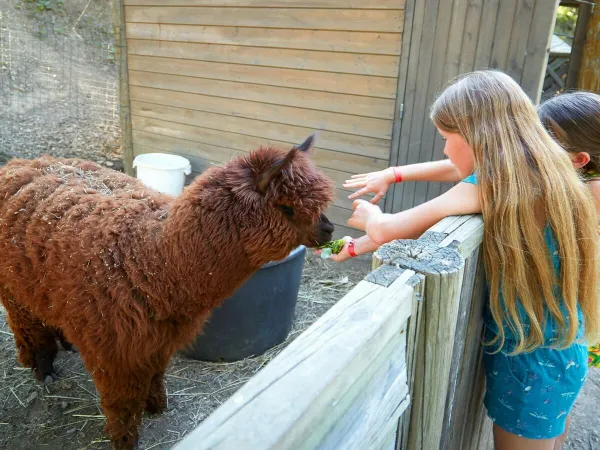 Zoo di animali domestici al campeggio Roan Verdon Parc.