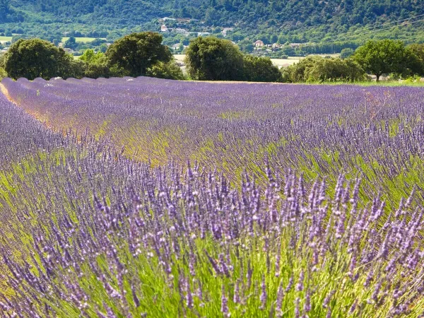 Campi di lavanda vicino al Roan camping Verdon Parc.