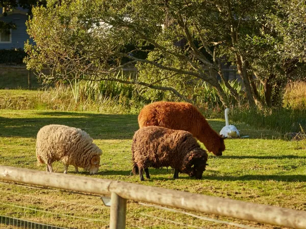 Zoo di animali domestici al campeggio Roan Grande Métairie.