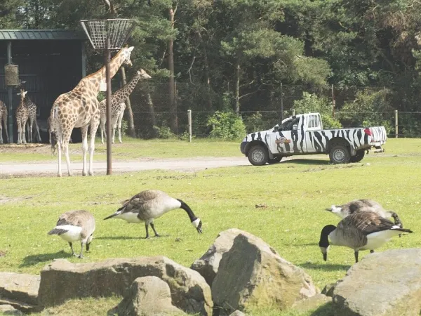 Lo zoo di Beekse Bergen è vicino al Roan camping Het Genieten.