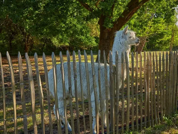 Un alpaca al mini zoo del campeggio Roan La Pinède.