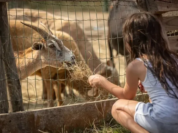 Zoo di animali domestici al Roan camping Méditerranée Plage.