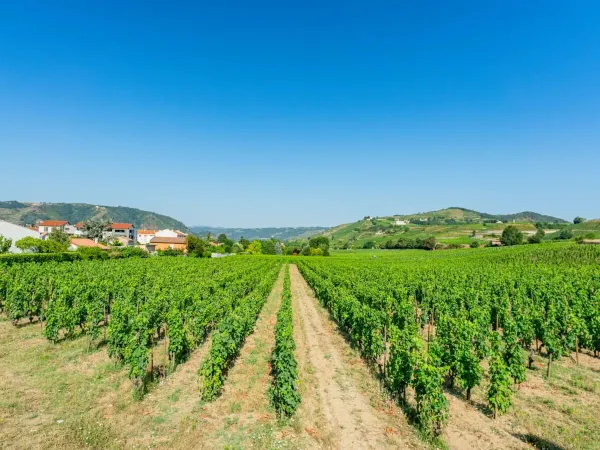 Campo con viti vicino al campeggio Roan La Grand'Terre.