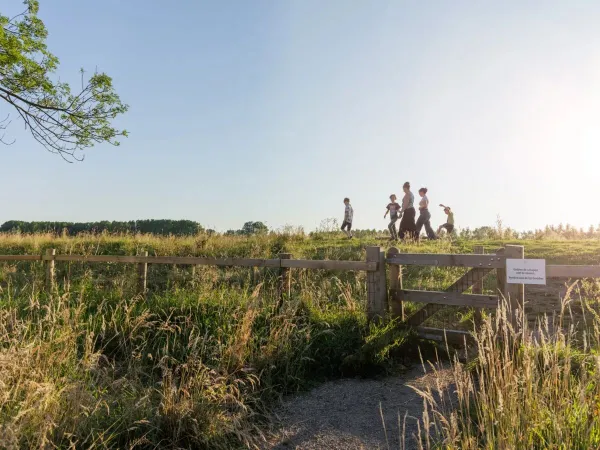 Passeggiata tra le pecore randagie del campeggio Roan ai Due Ponti.