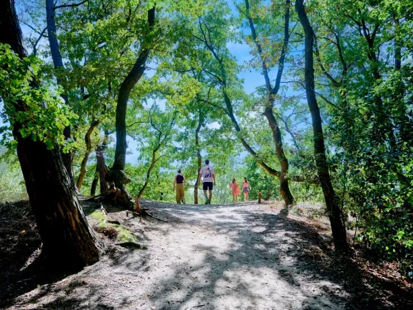 Passeggiata nel bosco al campeggio Roan Marvilla Parks Kaatsheuvel.