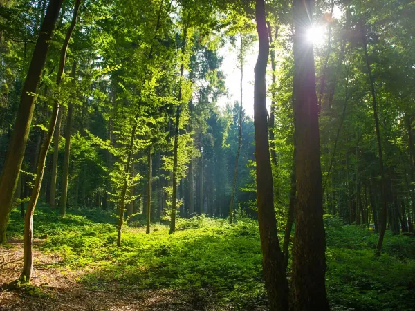 Le bellissime foreste vicino al campeggio Roan Le Lac des Vieilles Forges.