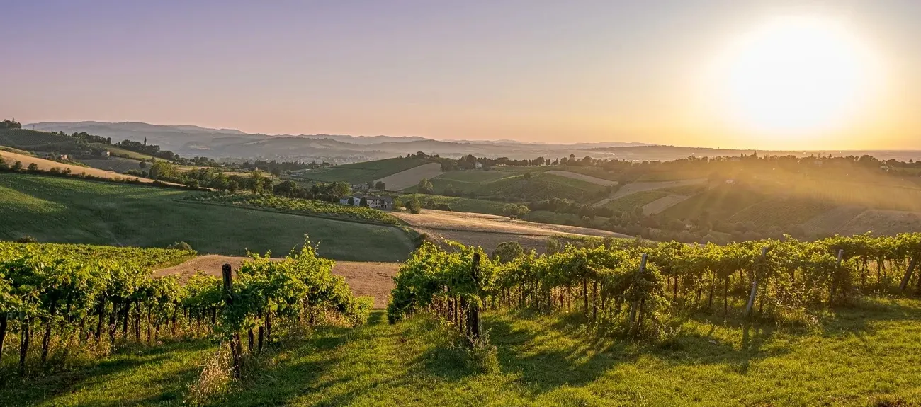 Tramonto vicino a una vite nei pressi dei campeggi Roan in Emilia-Romagna.