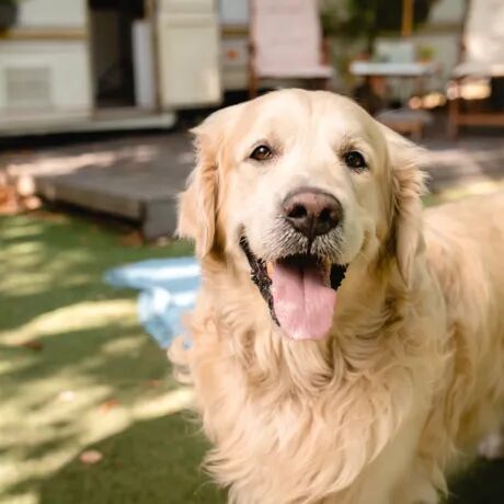 Prenota ora la tua vacanza last minute con il cane