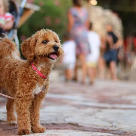 Vacanza last minute in auto con il cane